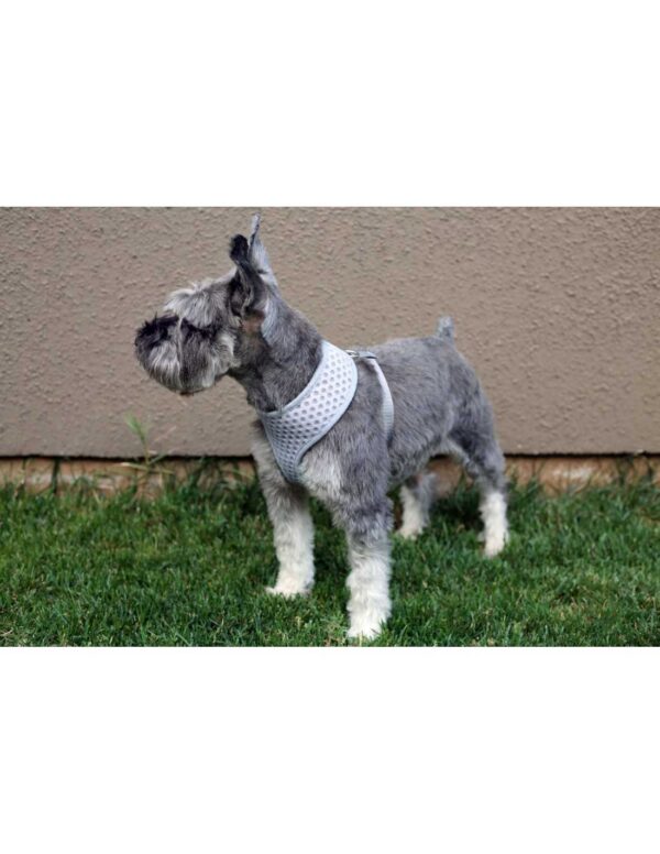 Arnés perro gris Talla S Hey¡ - Imagen 4